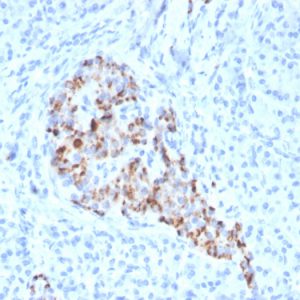Formalin-fixed, paraffin-embedded human pancreas stained with Chromogranin A Recombinant Rabbit Monoclonal Antibody (CHGA/4544R).