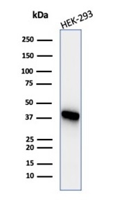 Western blot analysis of HEK-293 cell lysate using CKBB Mouse Monoclonal Antibody (CKBB/6565).