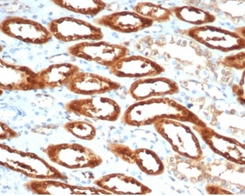 Formalin-fixed, paraffin-embedded human kidney stained with CKBB Mouse Monoclonal Antibody (CKBB/6565).