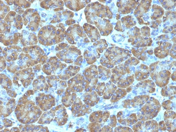 Formalin-fixed, paraffin-embedded human pancreas stained with Topo I, MT Mouse Monoclonal Antibody (TOP1MT/488).