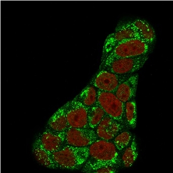 Immunofluorescent analysis of PFA-fixed MCF-7 cells. Topo I, MT Mouse Monoclonal Antibody (TOP1MT/488) followed by goat anti-mouse IgG-CF488 (green); nuclear counterstain (RedDot).