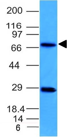 Western Blot Analysis of U87 cell lysate using Topo I, MT Mouse Monoclonal Antibody (TOPT/613).