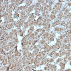 Formalin-fixed, paraffin-embedded human liver stained with Topo I, MT Recombinant Mouse Monoclonal Antibody (rTOP1MT/488).