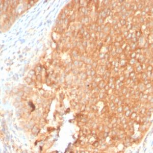 Formalin-fixed, paraffin-embedded human Pancreas stained with Topo I Rabbit Recombinant Monoclonal Antibody (TOP1MT/2883R).
