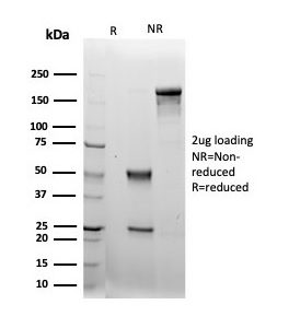 SDS-PAGE Analysis Purified LRG1 Mouse Monoclonal Antibody (LRG1/4883). Confirmation of Purity and Integrity of Antibody.