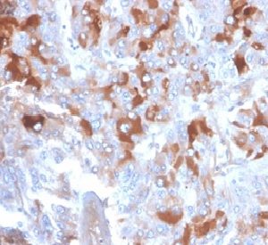 Formalin-fixed, paraffin-embedded human adrenal gland stained with  Clusterin / APOJ Mouse Monoclonal Antibody (CLU/4721).