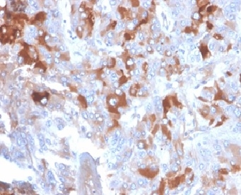 Formalin-fixed, paraffin-embedded human adrenal gland stained with  Clusterin / APOJ Mouse Monoclonal Antibody (CLU/4721).