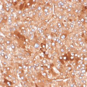Formalin-fixed, paraffin-embedded human adrenal gland stained with Clusterin / APOJ Mouse Monoclonal Antibody (CLU/4730).