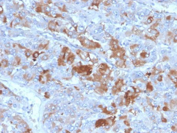 Formalin-fixed, paraffin-embedded human adrenal gland stained with Clusterin / APOJ Mouse Monoclonal Antibody (CLU/4731).