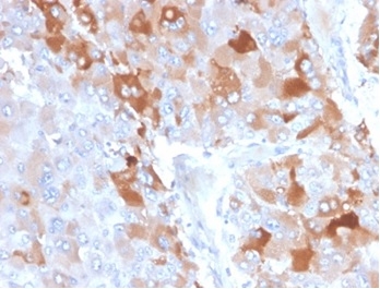 Formalin-fixed, paraffin-embedded human adrenal gland stained with  Clusterin / APOJ Mouse Monoclonal Antibody (CLU/4722).
