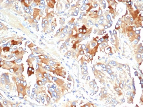 Formalin-fixed, paraffin-embedded human adrenal gland stained with Clusterin / APOJ Mouse Monoclonal Antibody (CLU/4723).