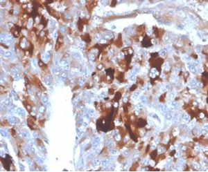 Formalin-fixed, paraffin-embedded human adrenal gland stained with  Clusterin / APOJ Mouse Monoclonal Antibody (CLU/4724).