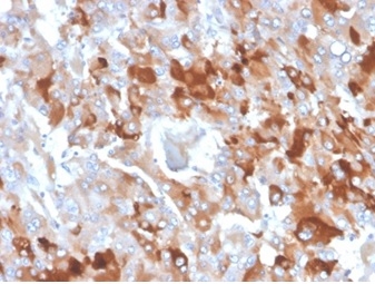 Formalin-fixed, paraffin-embedded human adrenal gland stained with Clusterin / APOJ Mouse Monoclonal Antibody (CLU/4727).