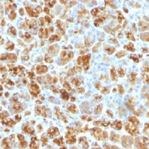 Formalin-fixed, paraffin-embedded human pancreas stained with Alpha-1-Antichymotrypsin Mouse Monoclonal Antibody (AACT/1451).