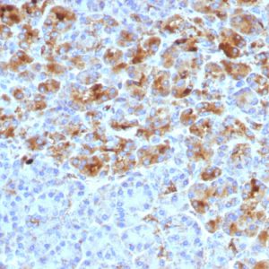 Formalin-fixed, paraffin-embedded human Pancreas stained with Alpha-1-Antichymotrypsin Mouse Monoclonal Antibody (AACT/1452)
