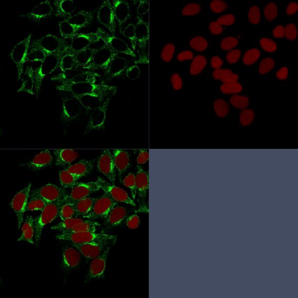 Confocal Immunofluorescence image of HeLa cells stained with Clathrin, HC Monoclonal Antibody (CHC/1432) followed by Goat anti-Mouse CF488 (green). Reddot is used to label the nuceli red.
