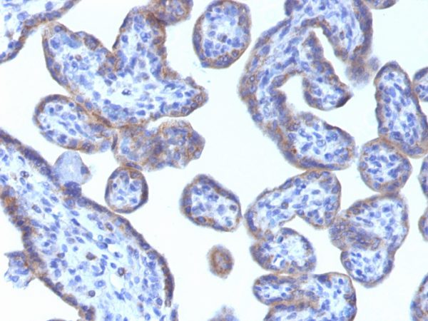 Formalin-fixed, paraffin-embedded human Placenta stained with Adipophilin Mouse Monoclonal Antibody (ADFP/1493).