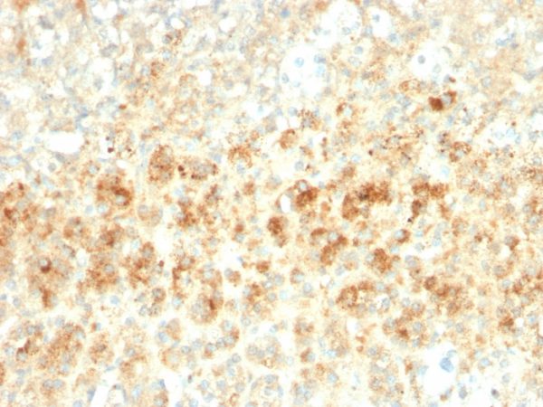 Formalin-fixed, paraffin-embedded human Adrenal Gland stained with Adipophilin Recombinant Rabbit Monoclonal Antibody (ADFP/2755R).