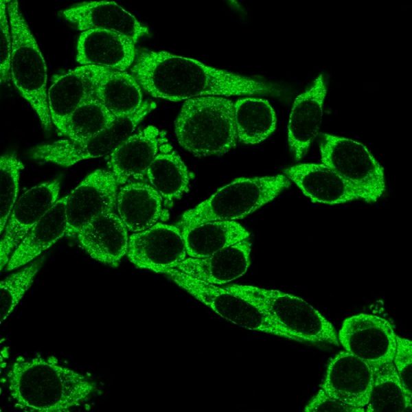 Immunofluorescence staining of PFA-fixed HeLa cells using CD195 Mouse Monoclonal Antibody (12D1) followed by goat anti-mouse IgG conjugated to CF488 (green).