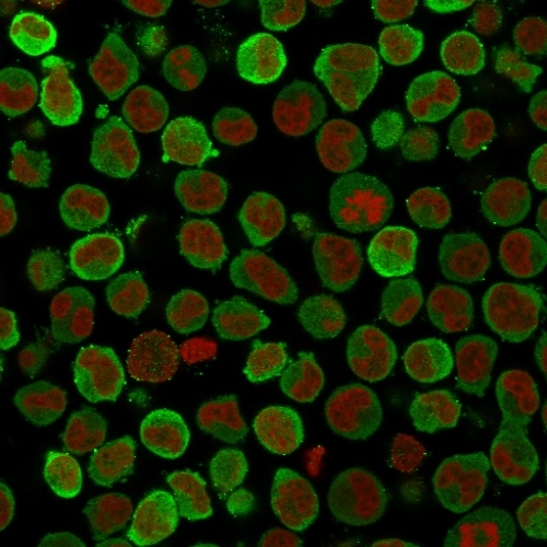 Immunofluorescence Analysis of PFA-fixed K562 cells labeling Calponin Calponin-1 Monoclonal Antibody (SPM169) followed by Goat anti-Mouse IgG-CF488 (Green). The nuclear counterstain is Redot.