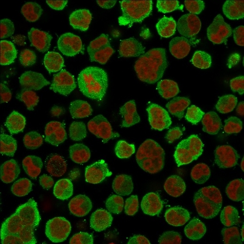 Immunofluorescence Analysis of PFA-fixed K562 cells labeling Calponin using Calponin-1 Mouse Monoclonal Antibody (CNN1/832).followed by Goat anti-Mouse IgG-CF488 (Green). The nuclear counterstain is Redot.