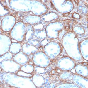 Formalin-fixed, paraffin-embedded human kidney stained with Collagen IV Recombinant Mouse Monoclonal Antibody (rCOL4/4742)