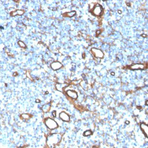 Formalin-fixed, paraffin-embedded human tonsil stained with Collagen IV Recombinant Rabbit Monoclonal Antibody (COL4/4241R).