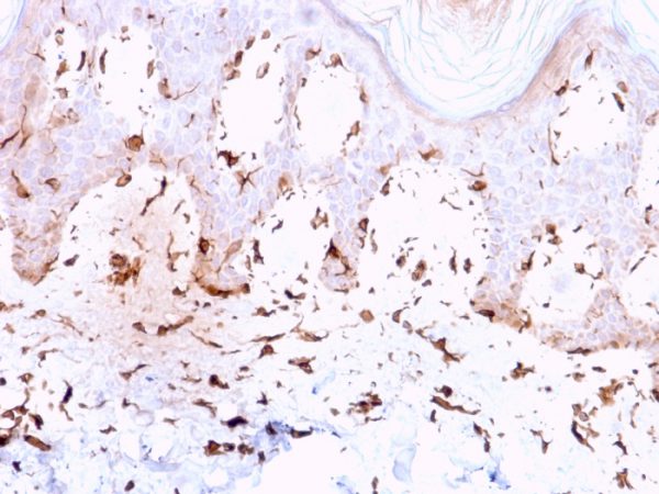 Formalin-fixed, paraffin-embedded human Skin stained with Collagen VII Mouse Monoclonal Antibody (LH7.2).