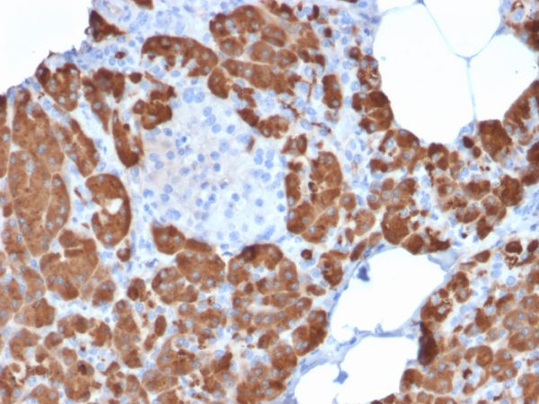 Formalin-fixed, paraffin-embedded human Pancreas stained with Carboxypeptidase A1 / CPA1 Mouse Monoclonal Antibody (CPA1/2711).