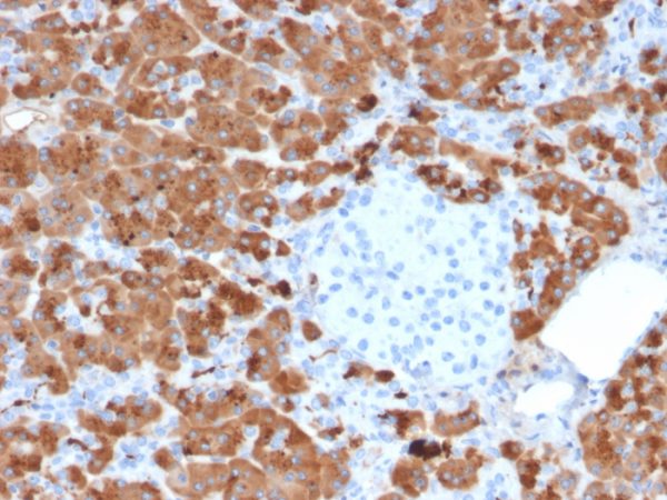 Formalin-fixed, paraffin-embedded human Pancreas stained with Carboxypeptidase A1 / CPA1 Mouse Monoclonal Antibody (CPA1/2712).