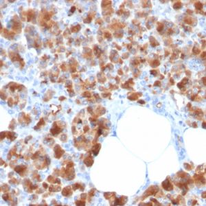 Formalin-fixed, paraffin-embedded human Pancreas stained with Carboxypeptidase A1 / CPA1 Mouse Monoclonal Antibody (CPA1/2713).