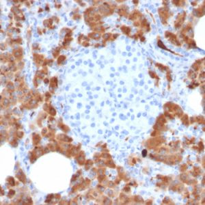 Formalin-fixed, paraffin-embedded human Pancreas stained with Carboxypeptidase A1 / CPA1 Mouse Monoclonal Antibody (CPA1/2714).