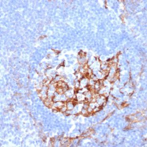 Formalin-fixed, paraffin-embedded human tonsil stained with CD35 Mouse Monoclonal Antibody (CR1/6380) at 2ug/ml.