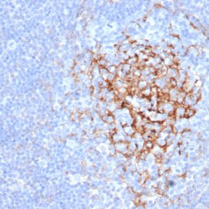 Formalin-fixed, paraffin-embedded human tonsil stained with CD35 Mouse Monoclonal Antibody (CR1/6383) at 2ug/ml.