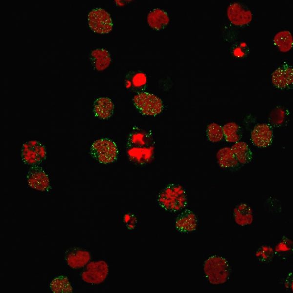 Immunofluorescence staining of PFA-fixed MOLT4 cells using CD21 / CR2 Recombinant Rabbit Monoclonal Antibody (CR2/3124R) followed by goat anti-Mouse IgG conjugated to CF488 (green). Nuclei are stained with Reddot.