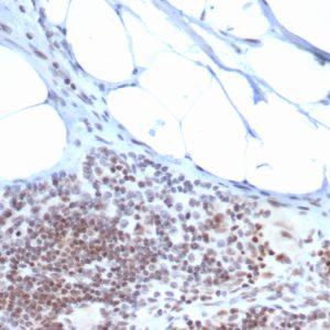 Formalin-fixed, paraffin-embedded human tonsil stained with ZBTB46 Mouse Monoclonal Antibody (PCRP-ZBTB46-2B8).