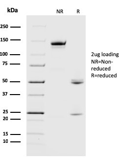 SDS-PAGE Analysis Purified Crystallin Alpha B Mouse Monoclonal Antibody (CPTC-CYRAB-1). Confirmation of Purity and Integrity of Antibody