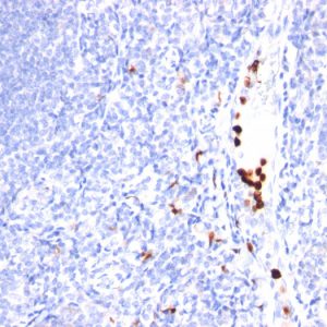 Formalin-fixed, paraffin-embedded human Tonsil stained with G-CSF Monoclonal Antibody (SPM468).