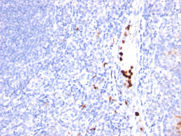 Formalin-fixed, paraffin-embedded human Tonsil stained with G-CSF Monoclonal Antibody (SPM468).