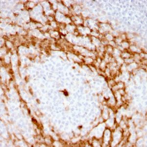 Formalin-fixed, paraffin-embedded human Tonsil stained with G-CSF Recombinant Rabbit Monoclonal Antibody (CSF3/3166R).