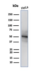 Western blot analysis of HeLa cell lysate using NeuN Recombinant Rabbit Monoclonal Antibody (NeuN/288R).