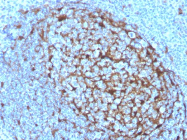 Formalin-fixed, paraffin-embedded human Tonsil stained with Cystatin A Mouse Monoclonal Antibody (CSTA/3553).