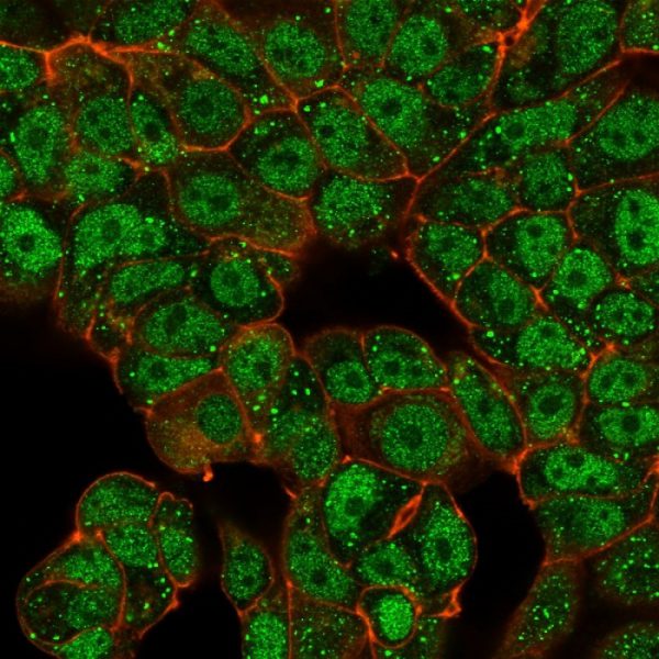 Immunofluorescence Analysis of MCF-7 cells using CTBP2 Mouse Monoclonal Antibody (PCRP-CTBP2-2D11) followed by goat anti-mouse IgG-CF488 (green). Phalloidin (red).