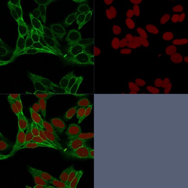 Confocal immunofluorescence image of HeLa cells using Beta-Catenin Mouse Monoclonal Antibody (15B8) labeled is Green (CF488) and Reddot is used to label the nuclei Red.
