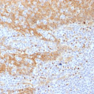 Formalin-fixed, paraffin-embedded human Tonsil stained with Beta-Catenin (p120) Monoclonal Antibody (CTNNB1/1508).