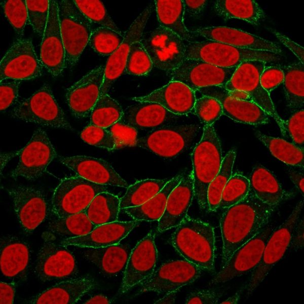 Immunofluorescence Analysis of HeLa cells labeling Beta-Catenin. Beta-Catenin Recombinant Rabbit Monoclonal Antibody (CTNNB1/2030R) followed by goat anti-rabbit IgG-CF488 (green). Nuclei counterstain is RedDot.
