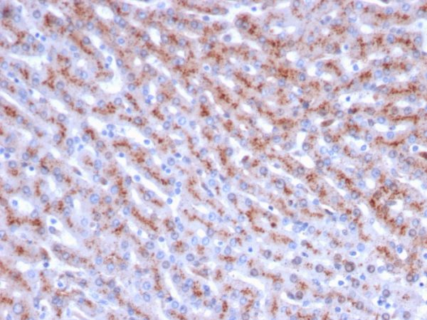 Formalin-fixed, paraffin-embedded human liver stained with Cathepsin D Mouse Monoclonal Antibody (CTSD/3083).
