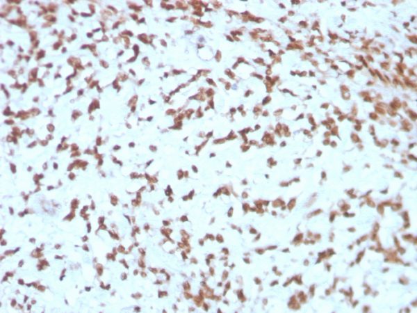 Formalin-fixed, paraffin-embedded human Liver stained with Cathepsin D Mouse Monoclonal Antibody (CTSD/3275).