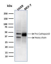 Western Blot Analysis of human liver tissue and MCF-7 cell lysates using Cathepsin D Mouse Monoclonal Antibody (CTSD/3275).