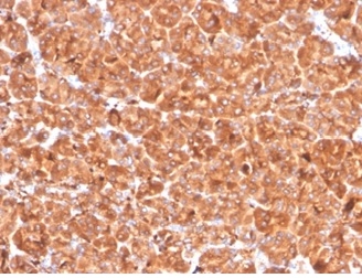 Formalin-fixed, paraffin-embedded human pancreas stained with Cathepsin D Mouse Monoclonal Antibody (CTSD/4497).